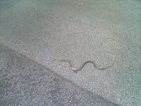 うちの駐車場にヘビ出現！カメラをかまえると、シュルシュルと逃げていきました