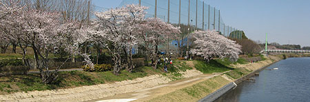 川原の桜