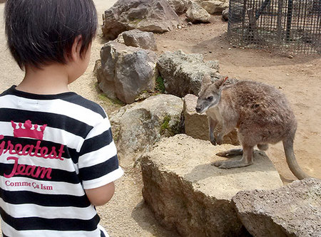 カンガルーとロン