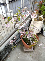 鉢植えの枝垂桜