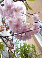 我が家の枝垂桜