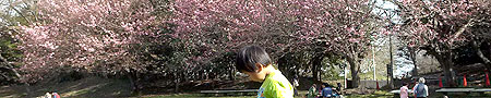 八重桜とロン